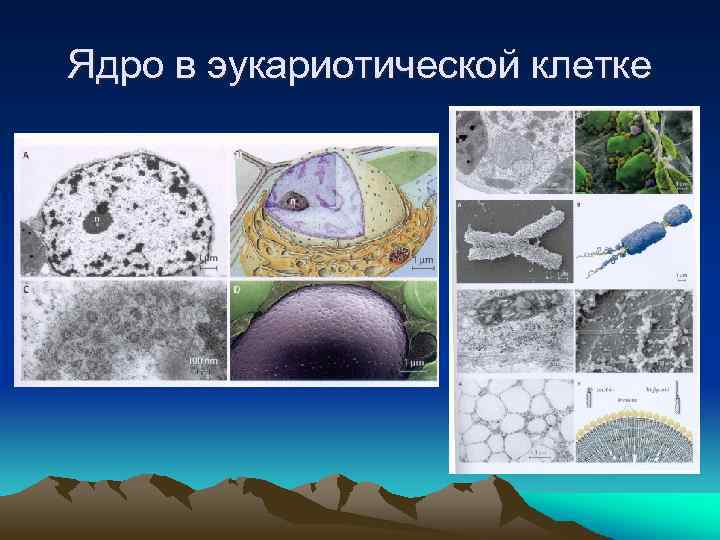 Ядро в эукариотической клетке 