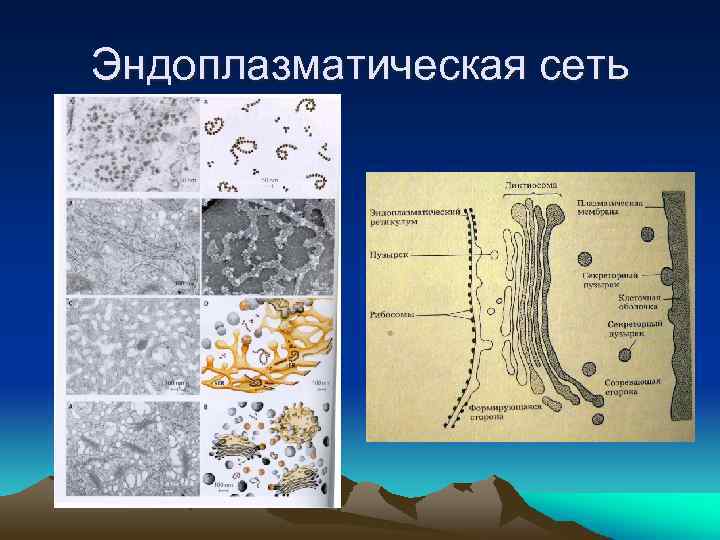 Эндоплазматическая сеть 