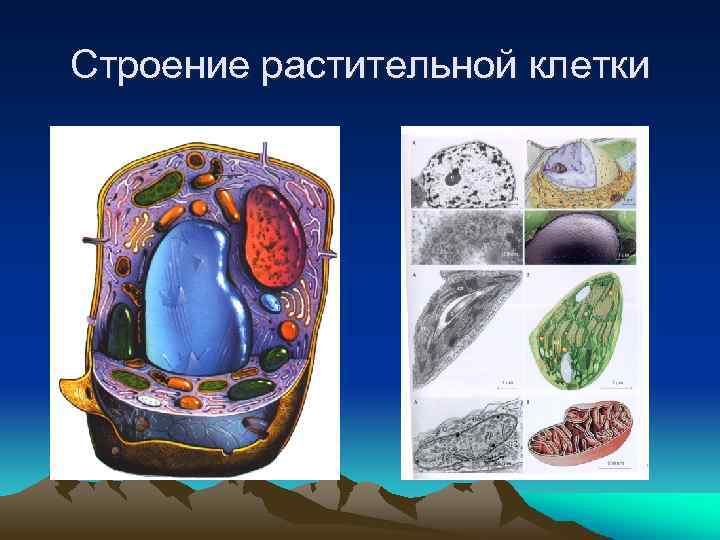 Строение растительной клетки 