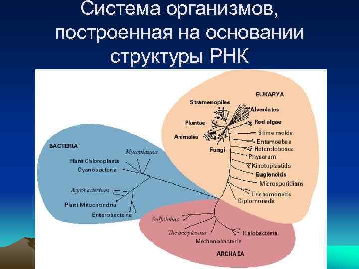 Система организмов, построенная на основании структуры РНК 