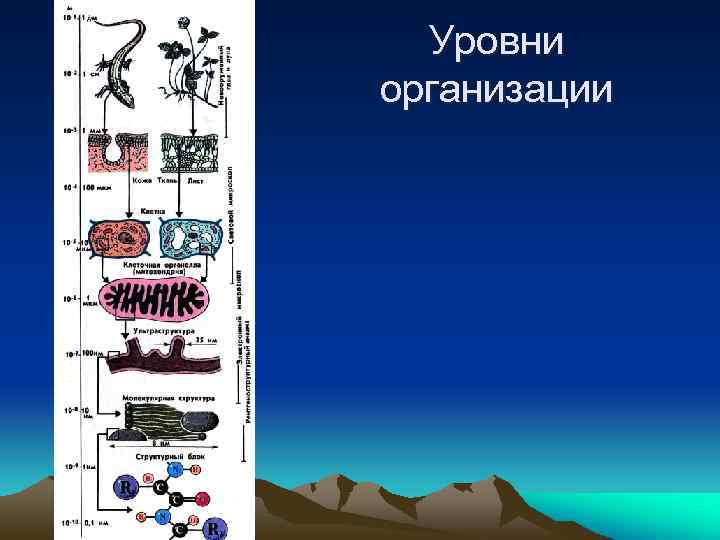 Уровни организации 