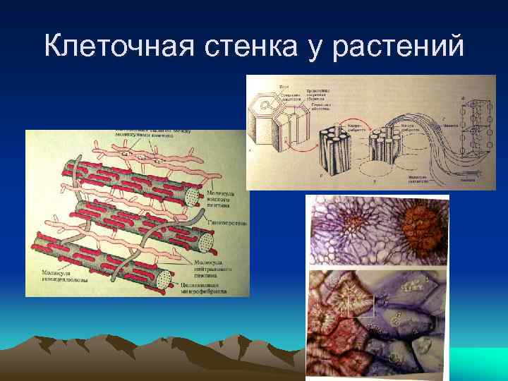 Клеточная стенка у растений 