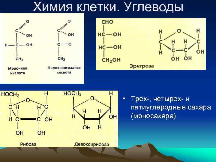 Химия клетки. Углеводы • Трех-, четырех- и пятиуглеродные сахара (моносахара) 