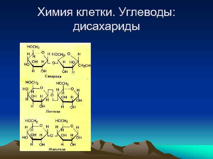 Химия клетки. Углеводы: дисахариды 