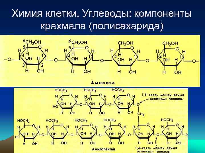 Химия клетки. Углеводы: компоненты крахмала (полисахарида) 