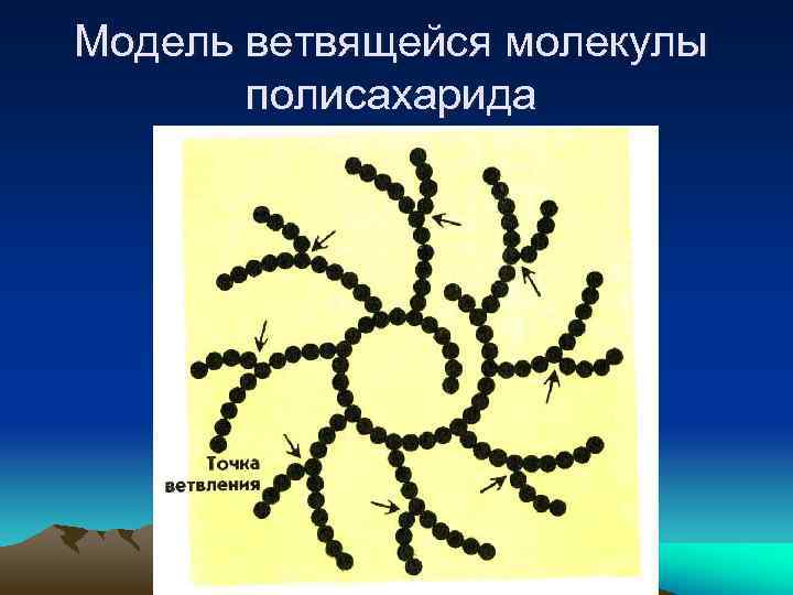 Модель ветвящейся молекулы полисахарида 