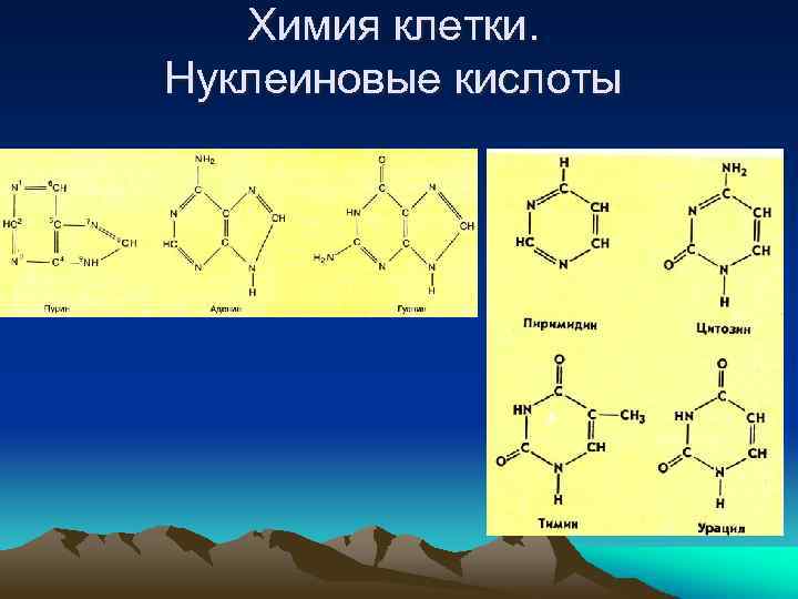 Химия клетки. Нуклеиновые кислоты 