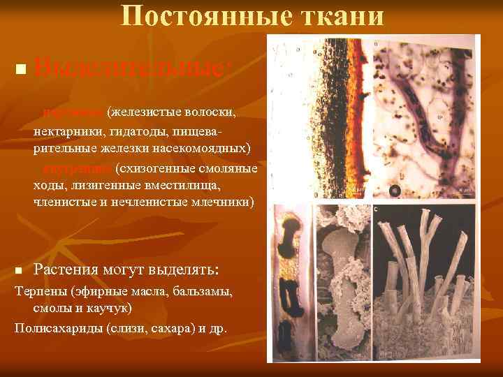 Постоянные ткани n Выделительные: наружные (железистые волоски, нектарники, гидатоды, пищеварительные железки насекомоядных) внутренние (схизогенные