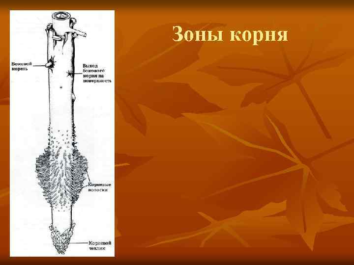 Зоны корня 