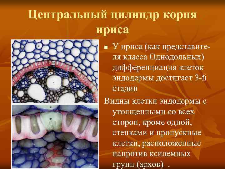 Центральный цилиндр корня ириса У ириса (как представителя класса Однодольных) дифференциация клеток эндодермы достигает