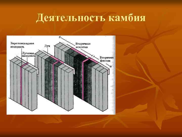 Деятельность камбия 
