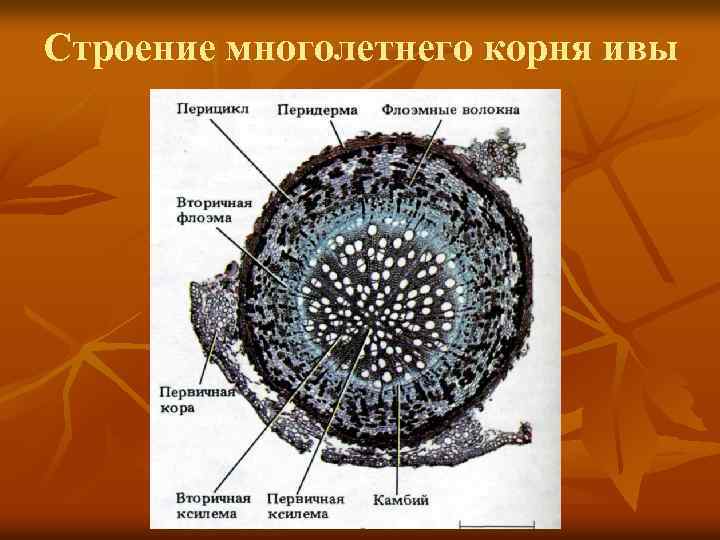 Строение многолетнего корня ивы 