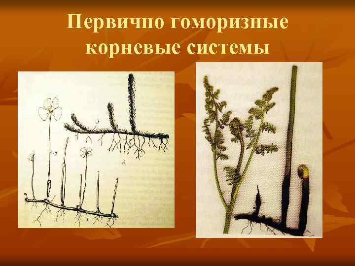 Первично гоморизные корневые системы 