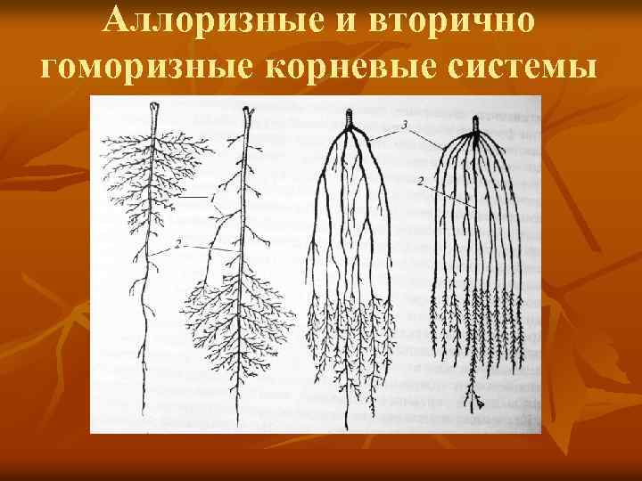 Аллоризные и вторично гоморизные корневые системы 