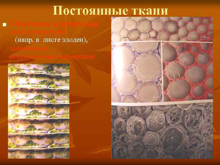Постоянные ткани n Основная паренхима: ассимиляционная (напр. в листе элодеи), запасающая, воздухоносная (аэренхима) 