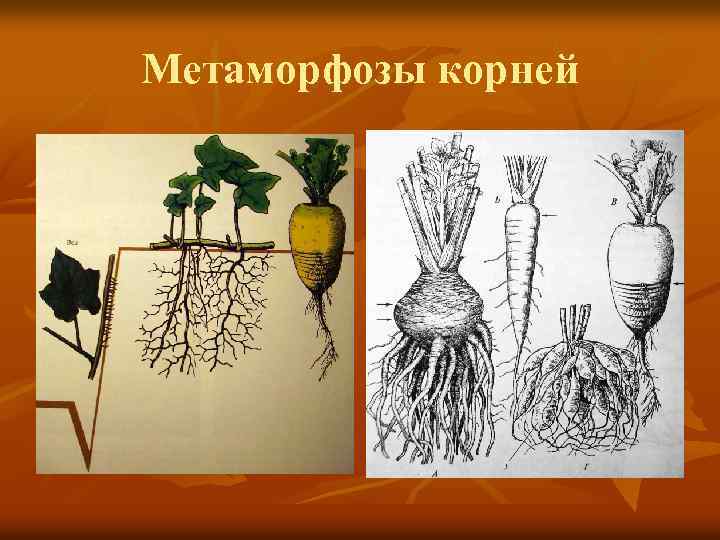 Метаморфозы корней 