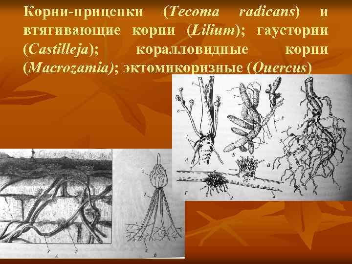 Корни-прицепки (Tecoma radicans) и втягивающие корни (Lilium); гаустории (Castilleja); коралловидные корни (Macrozamia); эктомикоризные (Quercus)