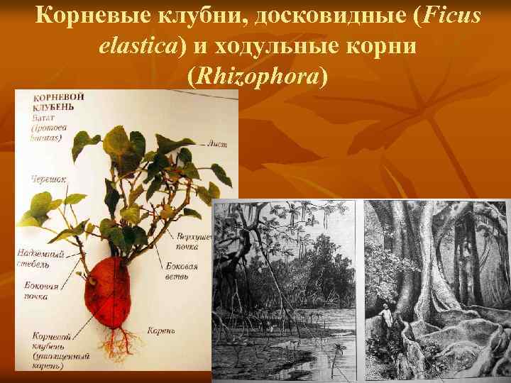 Корневые клубни, досковидные (Ficus elastica) и ходульные корни (Rhizophora) 