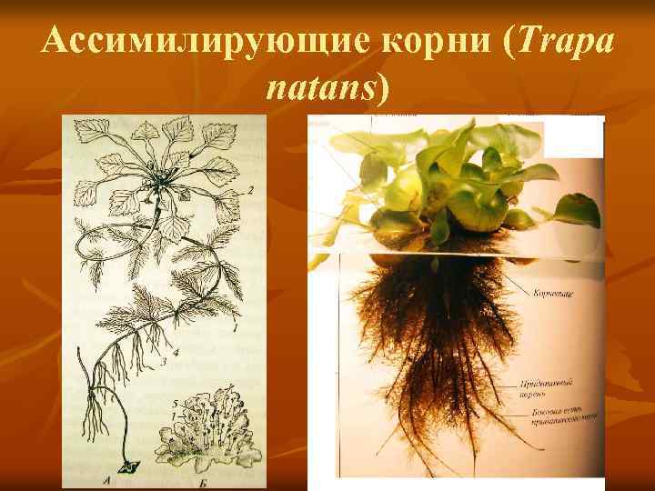 Ассимилирующие корни (Trapa natans) 