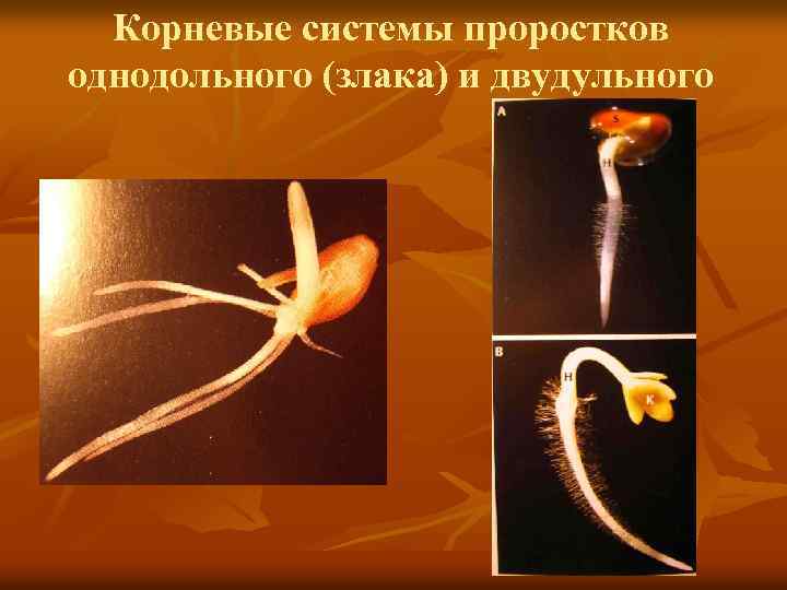 Корневые системы проростков однодольного (злака) и двудульного 