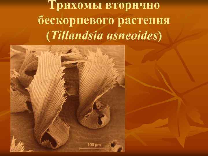 Трихомы вторично бескорневого растения (Tillandsia usneoides) 