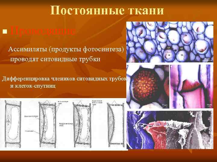 Постоянные ткани n Проводящие Ассимиляты (продукты фотосинтеза) проводят ситовидные трубки Дифференцировка члеников ситовидных трубок