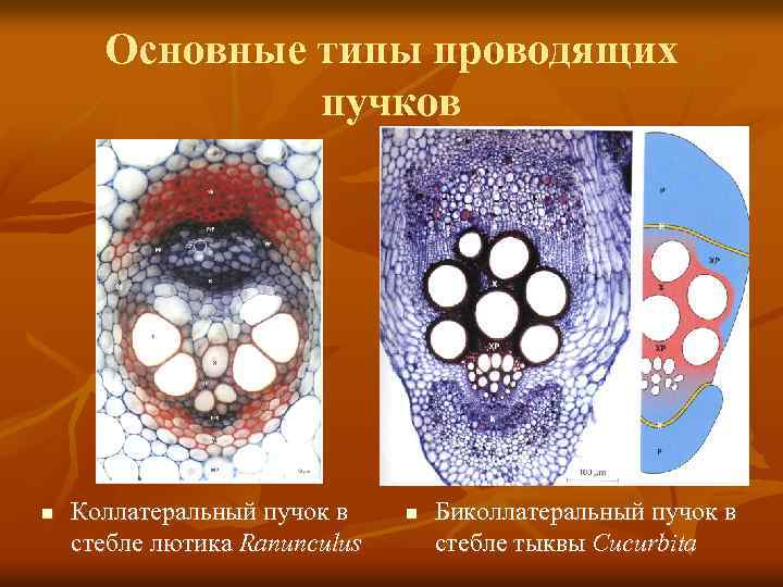 Основные типы проводящих пучков n Коллатеральный пучок в стебле лютика Ranunculus n Биколлатеральный пучок