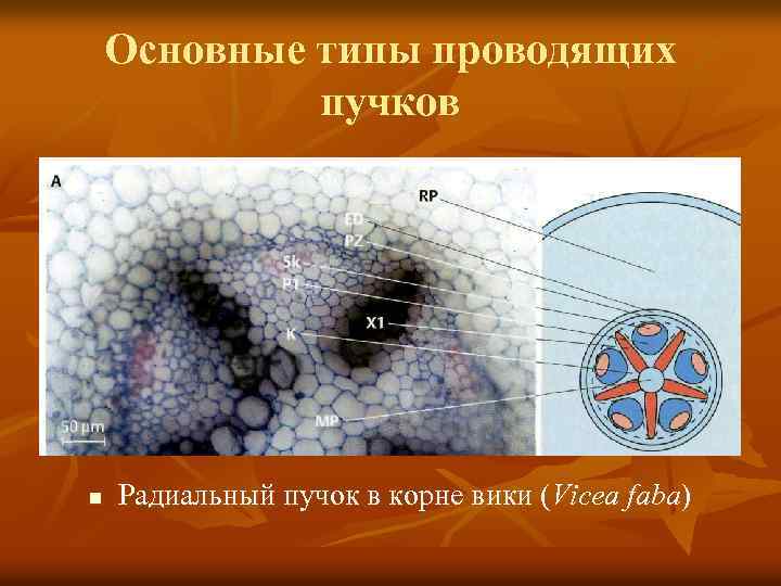 Основные типы проводящих пучков n Радиальный пучок в корне вики (Vicea faba) 