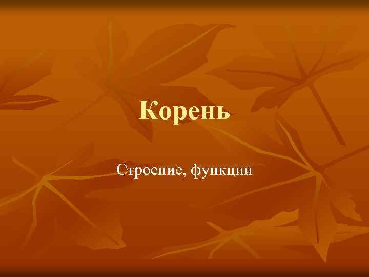 Корень Строение, функции 