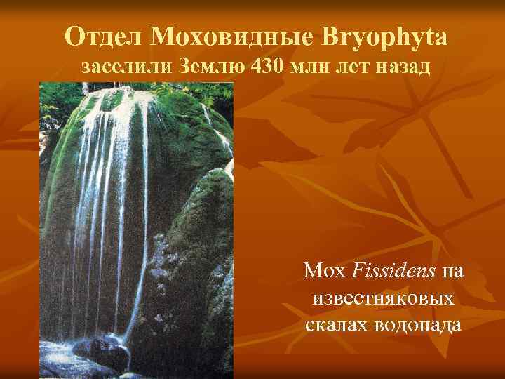 Отдел Моховидные Bryophyta заселили Землю 430 млн лет назад Мох Fissidens на известняковых скалах