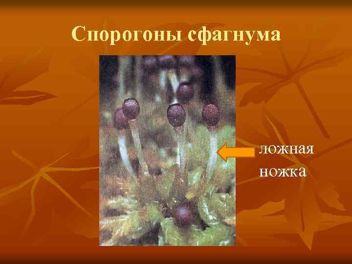 Спорогоны сфагнума ложная ножка 