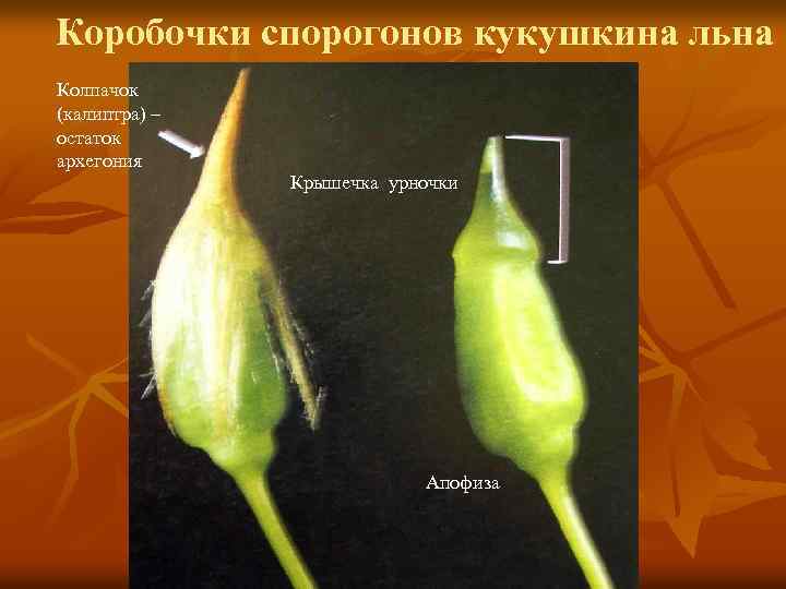 Коробочки спорогонов кукушкина льна Колпачок (калиптра) – остаток архегония Крышечка урночки Апофиза 