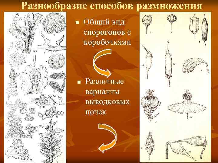 Разнообразие способов размножения n n Общий вид спорогонов с коробочками Различные варианты выводковых почек