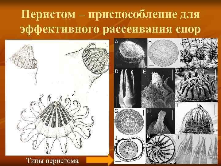Перистом – приспособление для эффективного рассеивания спор Типы перистома 