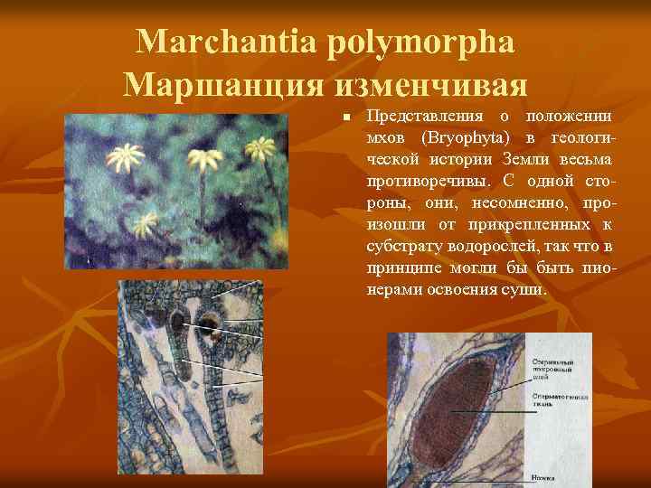 Marchantia polymorpha Маршанция изменчивая n Представления о положении мхов (Bryophyta) в геологической истории Земли