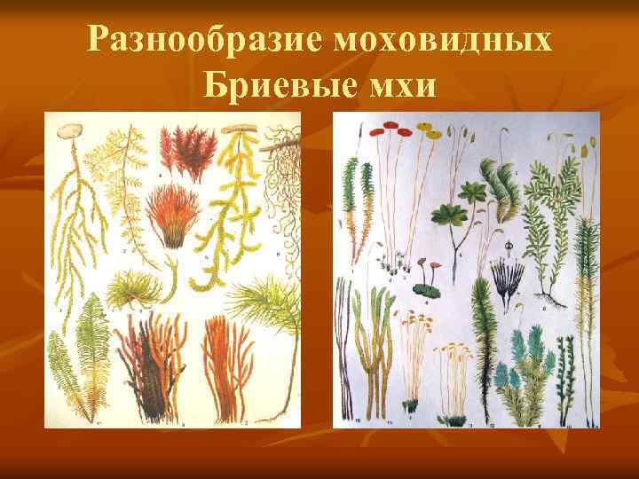 Разнообразие моховидных Бриевые мхи 