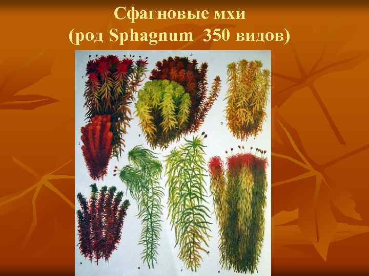 Сфагновые мхи (род Sphagnum 350 видов) 