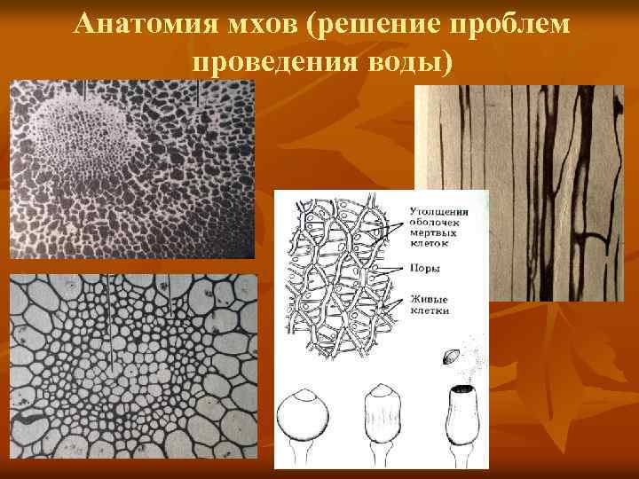 Анатомия мхов (решение проблем проведения воды) 