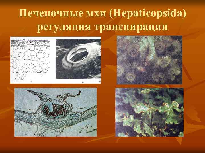 Печеночные мхи (Hepaticopsida) регуляция транспирации 