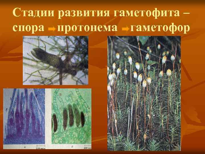 Стадии развития гаметофита – спора протонема гаметофор 
