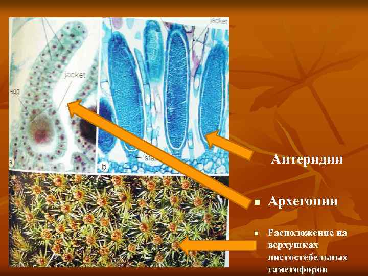 Антеридии n n Архегонии Расположение на верхушках листостебельных гаметофоров 