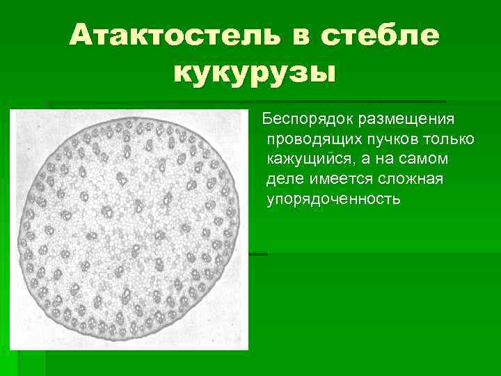 Атактостель в стебле кукурузы Беспорядок размещения проводящих пучков только кажущийся, а на самом деле
