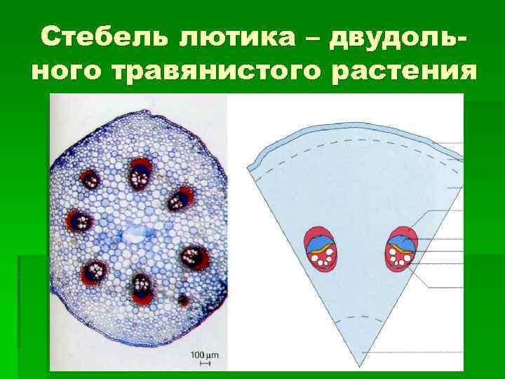 Стебель лютика – двудольного травянистого растения 