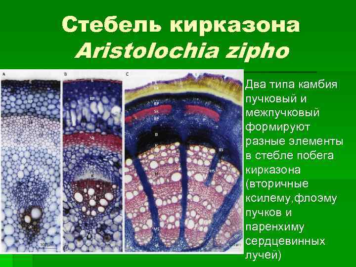 Стебель кирказона Aristolochia zipho § Два типа камбия пучковый и межпучковый формируют разные элементы