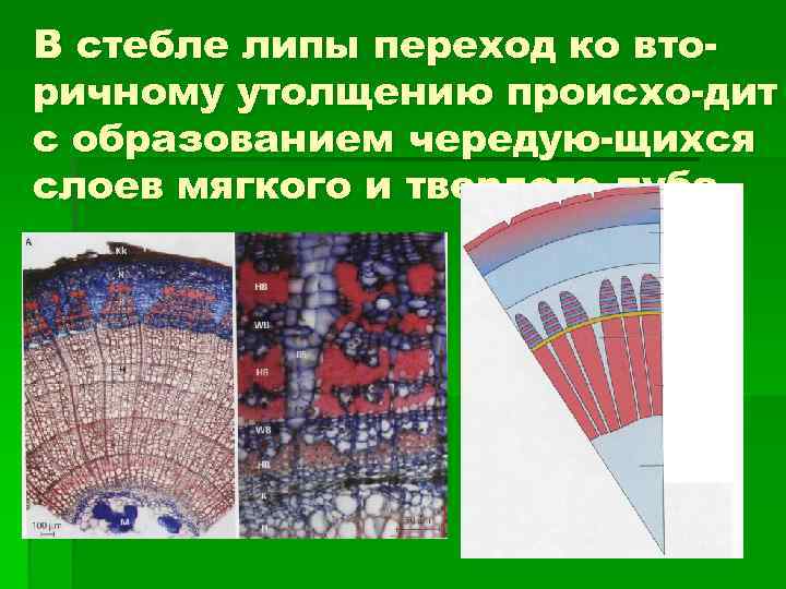В стебле липы переход ко вторичному утолщению происхо-дит с образованием чередую-щихся слоев мягкого и