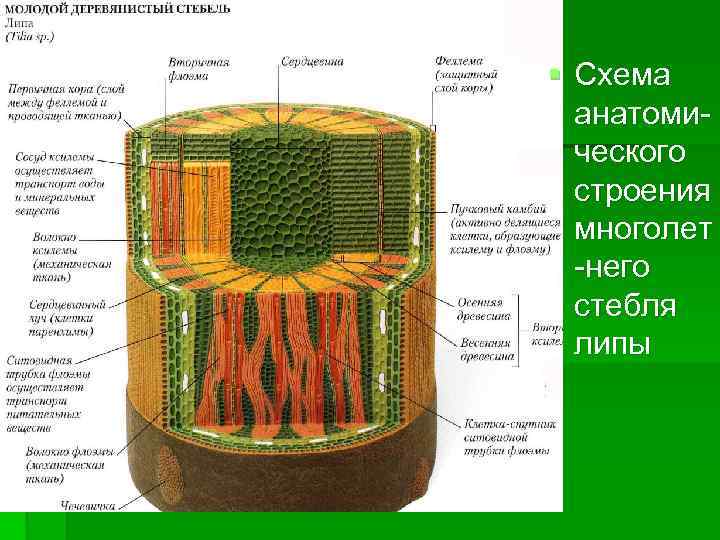 § Схема анатомического строения многолет -него стебля липы 