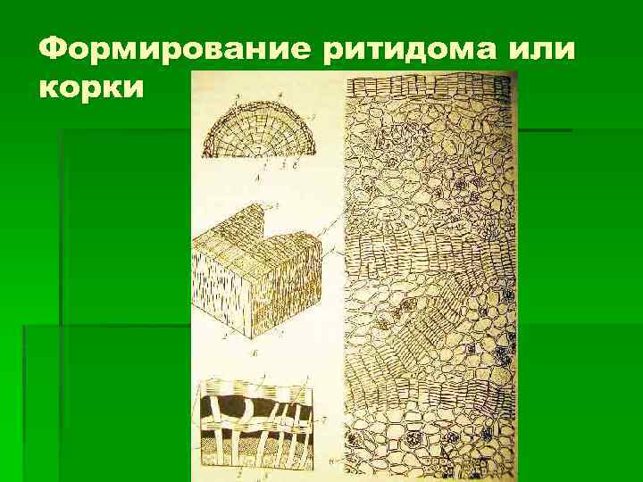 Формирование ритидома или корки 