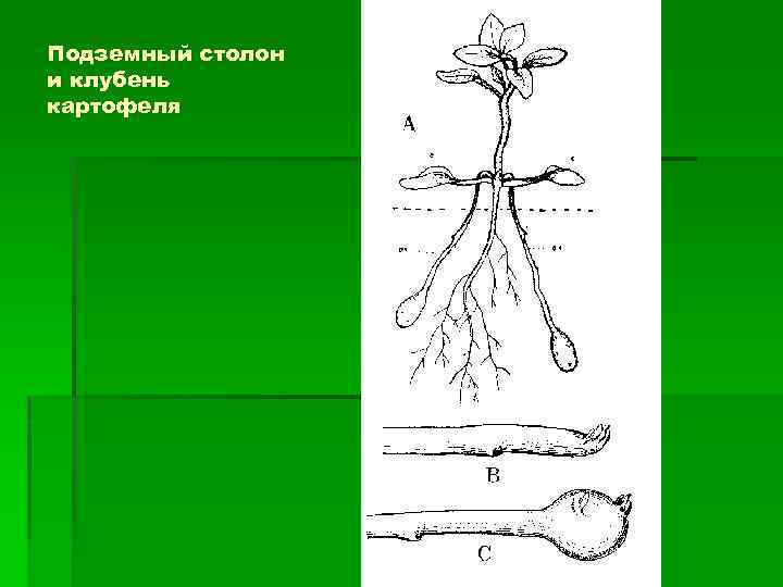 Столоны. Столон подземный побег. Клубень столон. Подземные столоны картофеля. Клубень и столоны картофеля.