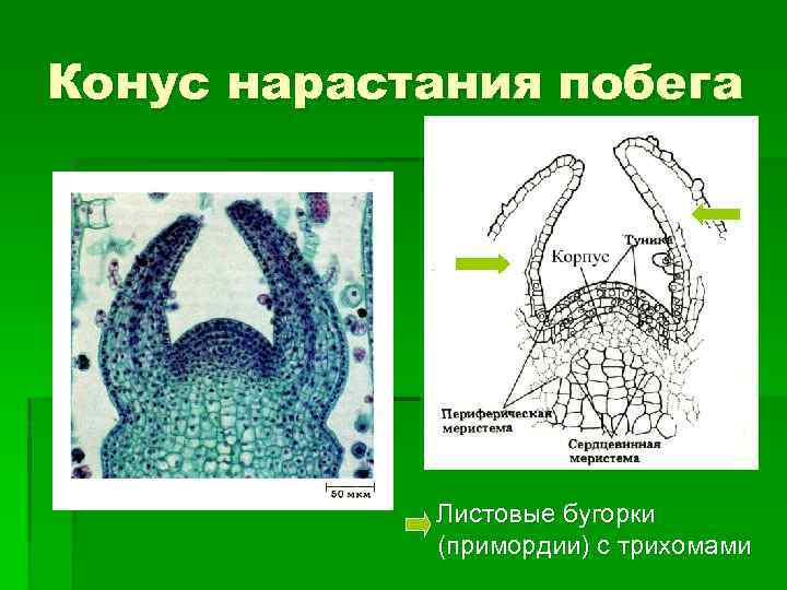 Конус нарастания побега Листовые бугорки (примордии) с трихомами 