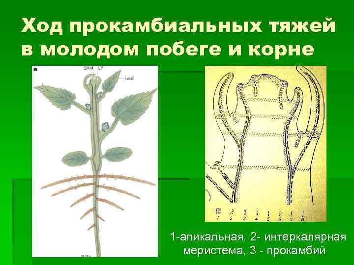 Ход прокамбиальных тяжей в молодом побеге и корне 1 -апикальная, 2 - интеркалярная меристема,